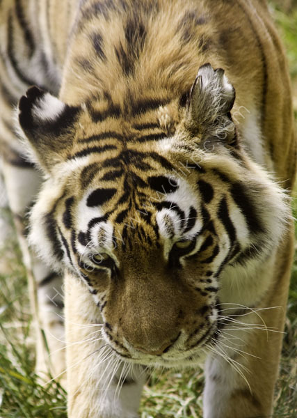 Siberian Tiger